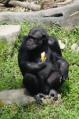 Image showing Monkey with his Banana