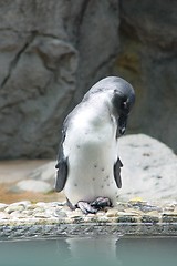 Image showing Sleeping Penguin