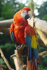 Image showing Red macaw