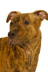 Image showing Staffordshire terrier dog