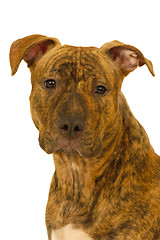 Image showing Staffordshire terrier dog
