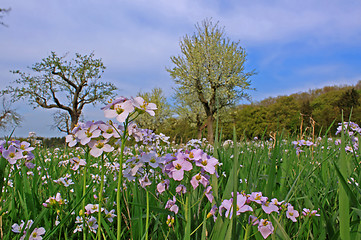 Image showing spring meadow with flowering apple trees and rockcress (Arabis)