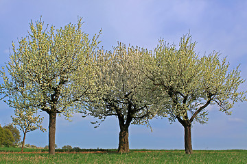 Image showing spring meadow with flowering apple trees