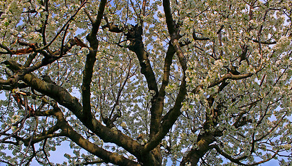 Image showing apple blossom