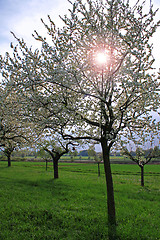 Image showing spring meadow with flowering apple trees