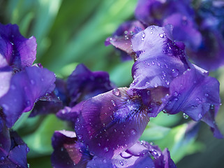 Image showing Iris