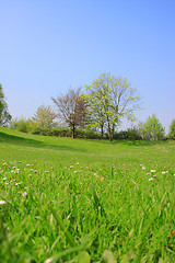 Image showing Summer landscape