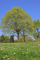 Image showing Summer landscape