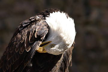 Image showing Bald Eagle portrait