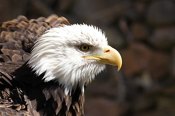 Image showing Bald Eagle portrait