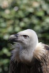 Image showing Griffon Vulture - Gyps fulvus