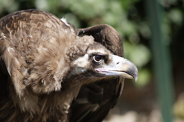 Image showing Griffon Vulture - Gyps fulvus