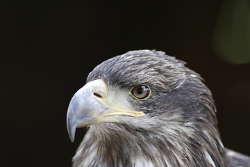 Image showing Young Black-chested Buzzard-eagle