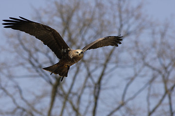 Image showing Young Black-chested Buzzard-eagle