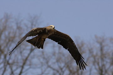 Image showing Young Black-chested Buzzard-eagle