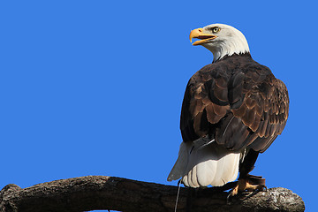 Image showing Bald Eagle portrait