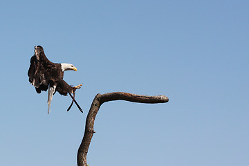 Image showing Bald Eagle portrait