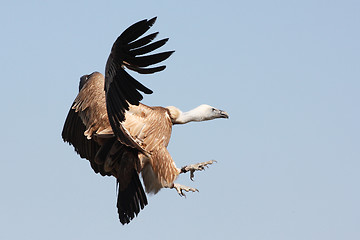 Image showing Griffon Vulture - Gyps fulvus