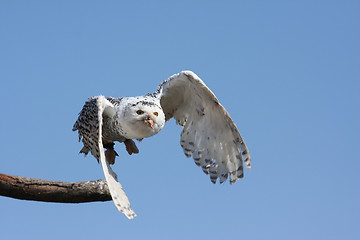 Image showing Snowy Owl