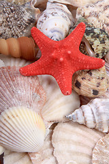 Image showing Sea Shells