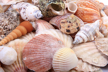 Image showing Sea Shells