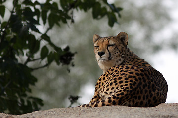 Image showing Portrait of a Cheetah