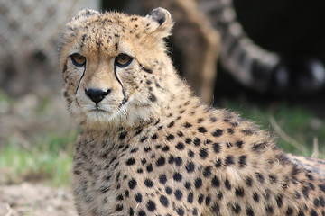 Image showing Portrait of a Cheetah