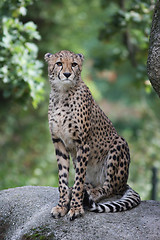 Image showing Portrait of a Cheetah