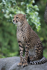 Image showing Portrait of a Cheetah