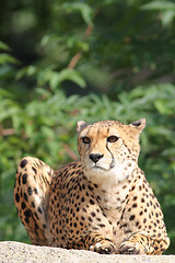 Image showing Portrait of a Cheetah