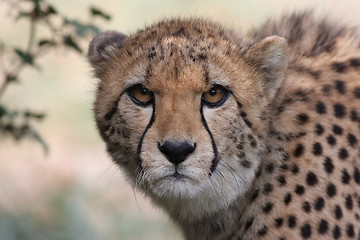 Image showing Portrait of a Cheetah