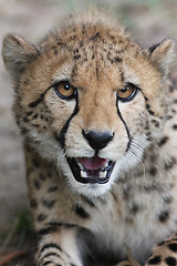 Image showing Portrait of a Cheetah
