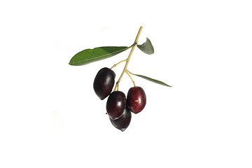 Image showing olives on branch