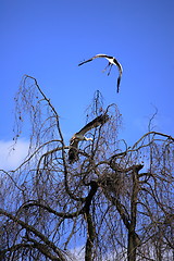 Image showing Flying stork 