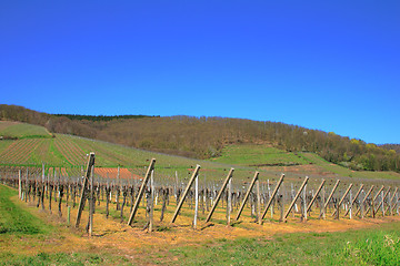 Image showing Winery