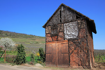 Image showing Winery