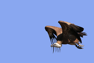 Image showing Griffon Vulture - Gyps fulvus