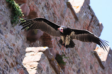 Image showing Griffon Vulture - Gyps fulvus