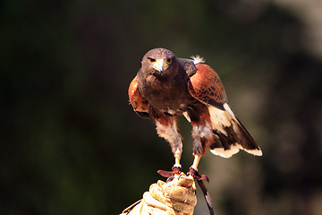 Image showing Young Black-chested Buzzard-eagle