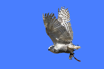 Image showing Snowy Owl