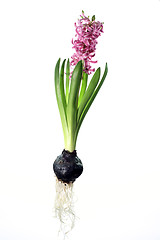 Image showing Hyacinth