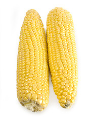 Image showing Corn