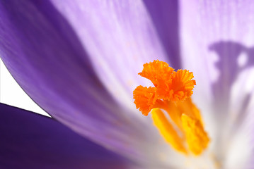 Image showing Crocus