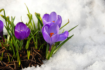 Image showing Crocus