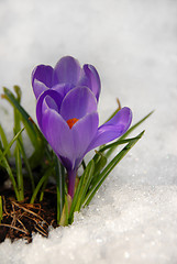 Image showing Crocus