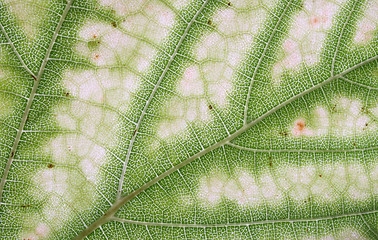 Image showing leaf texture