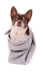 Image showing chihuahua is waiting