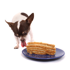 Image showing dog is eating fresh cake