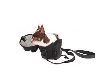 Image showing chihuahua in the small bag