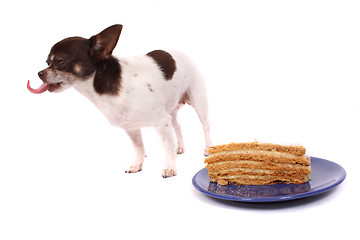 Image showing dog is eating fresh cake